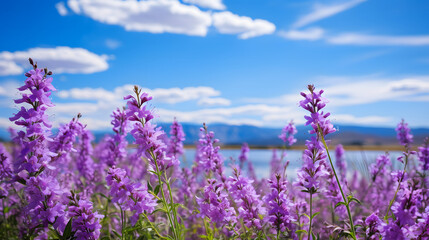 Obraz premium Purple wildflowers under a sky backdrop