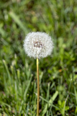 Flower. The Dandelion. Taraxacum