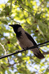 Hooded Crow. Corvus corone cornix