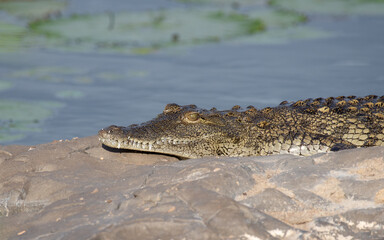 Naklejka premium Nile Crocodile basking on a rock