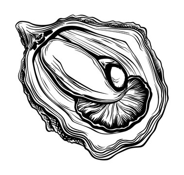 black and white oyster shell drawing clip art preview