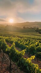 Sun-drenched vineyards stretching across the landscape