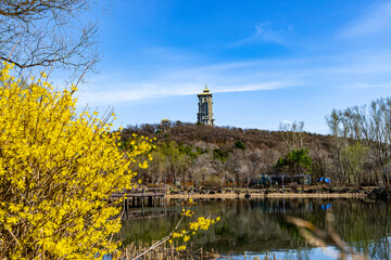 Forsythia flowers bloom in Jingyuetan National Forest Park in Changchun, China in spring