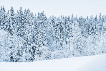 Snow-Covered Trees in a Serene Winter Forest Landscape at Dusk