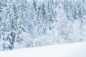 Snow-Covered Trees in a Serene Winter Forest Landscape at Dusk