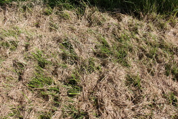 grass in the wind