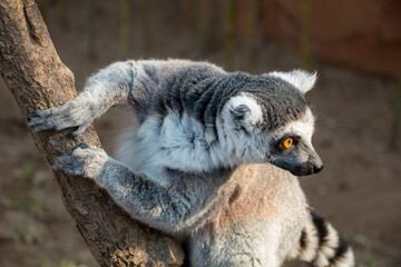 High-definition photo of ring-tailed lemur overlooking the tree