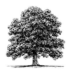 oak tree engraving black and white outline