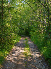 day trip through scenery of beech forest in dappled light. beauty of carpathian nature