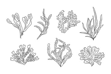 Monochrome doodle set of different seaweeds. Collection of vector sketchy contour drawings isolated on white background. Black outline botanical stickers