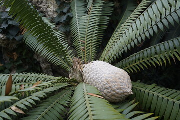 Encephalartos transvenosus is a palm-like cycad in the family Zamiaceae, with a localized...