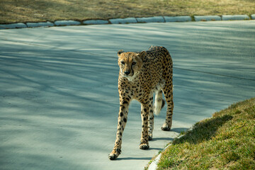 Skinny leopard wants to feed