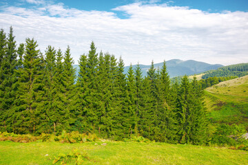 forest on the grassy hill. beautiful countryside scenery of carpathian mountains in summer. bright sunny weather with fluffy clouds on the blue sky