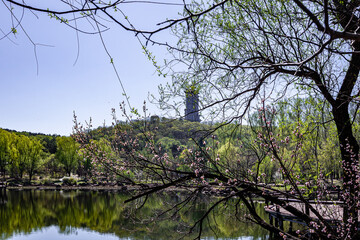 Apricot blossoms bloom in Jingyuetan National Forest Park in Changchun, China in spring