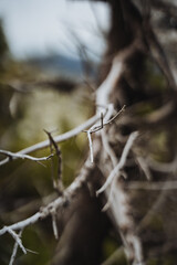 Closeup of a thorny twig on a tree branch in a natural landscape