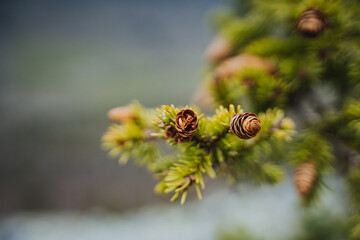 A close up of a shortstraw pine twig with cones on it