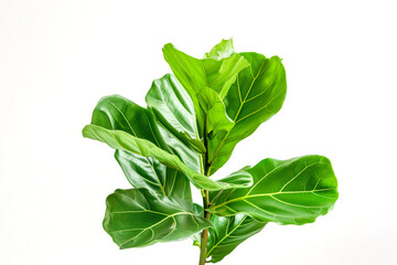 Obraz premium one sheet of Leaf Fig isolated on white background.