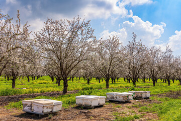 Almond grove. Bee hives