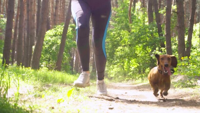 red dachshund runing with his owner in a in a pine forest. morning run with the dog in the fresh air