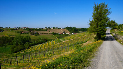 Fototapeta premium Foto scattata nelle colline attorno a Tassarolo (AL) nel periodo primaverile.