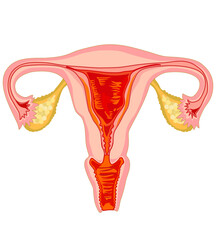 The drawing shows a diagram of the female reproductive organs.