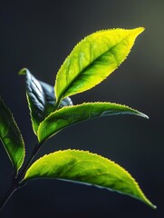 Whimsical Tea Leaf Composition for Editorial Use Generative AI