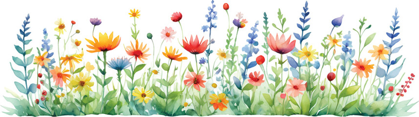 Wildflowers in watercolor illustration isolated on white background2