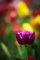 tulips in the garden