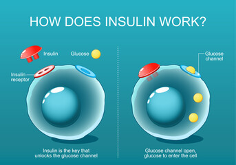 Cells, Glucose channel and Insulin receptor