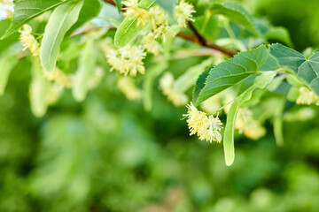 Flowers on the branches of a blooming linden close-up