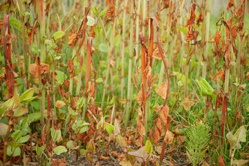 Reynoutria knotweed sprayed herbicide roundup destroys leaves leaf spray close-up invasive village...