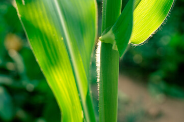corn leaves and stalks closeup. macros