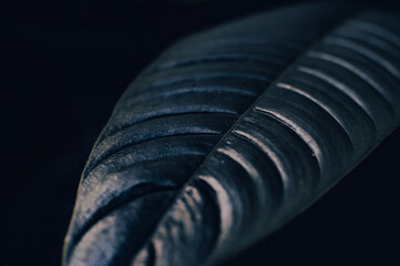 dark leaves with aesthetic backgroung
