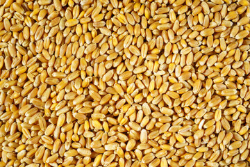Background of wheat grains close up. Food abstract pattern.