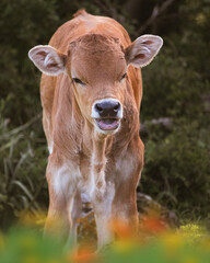 Young calf in a grassy field © Tommaso