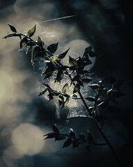 Close-up plant with large spider web in backlight