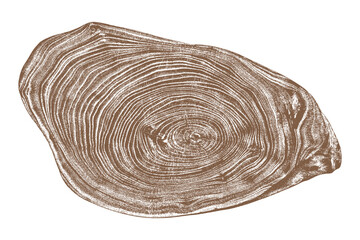 Wood texture cross section of tree rings. Cut slice of wooden stump isolated on white. Textured surface with rings and cracks. Brown background made of hardwood from the forest. Vector illustration. 