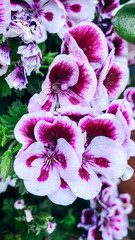 Close up of pink and white geranium flowers with water drops.