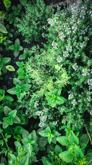 Top view of fresh green mint and oregano plants in garden. Aromatics plants