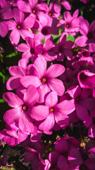 dark pink oxalis petals in a garden