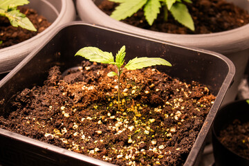 Cannabis in der Wachstumsphase