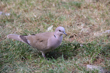 pigeon on grass