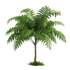 Fototapeta premium palm tree isolated on white