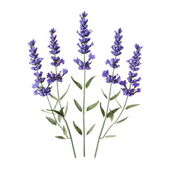 lavender flowers isolated on white background