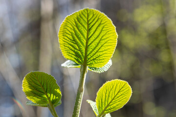 green leaves on a branch