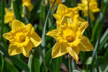 Obraz premium yellow daffodils in spring