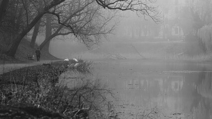 Foggy morning with swans on the pond in the park