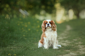 Dog Cavalier King Charles Spaniel on a walk in the park in spring