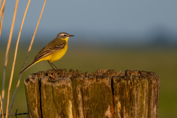 Yellow wagtail