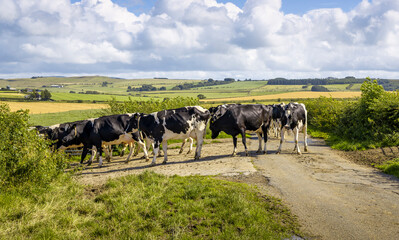 Holstein Friesian Cows Headed for Afternoon Milking